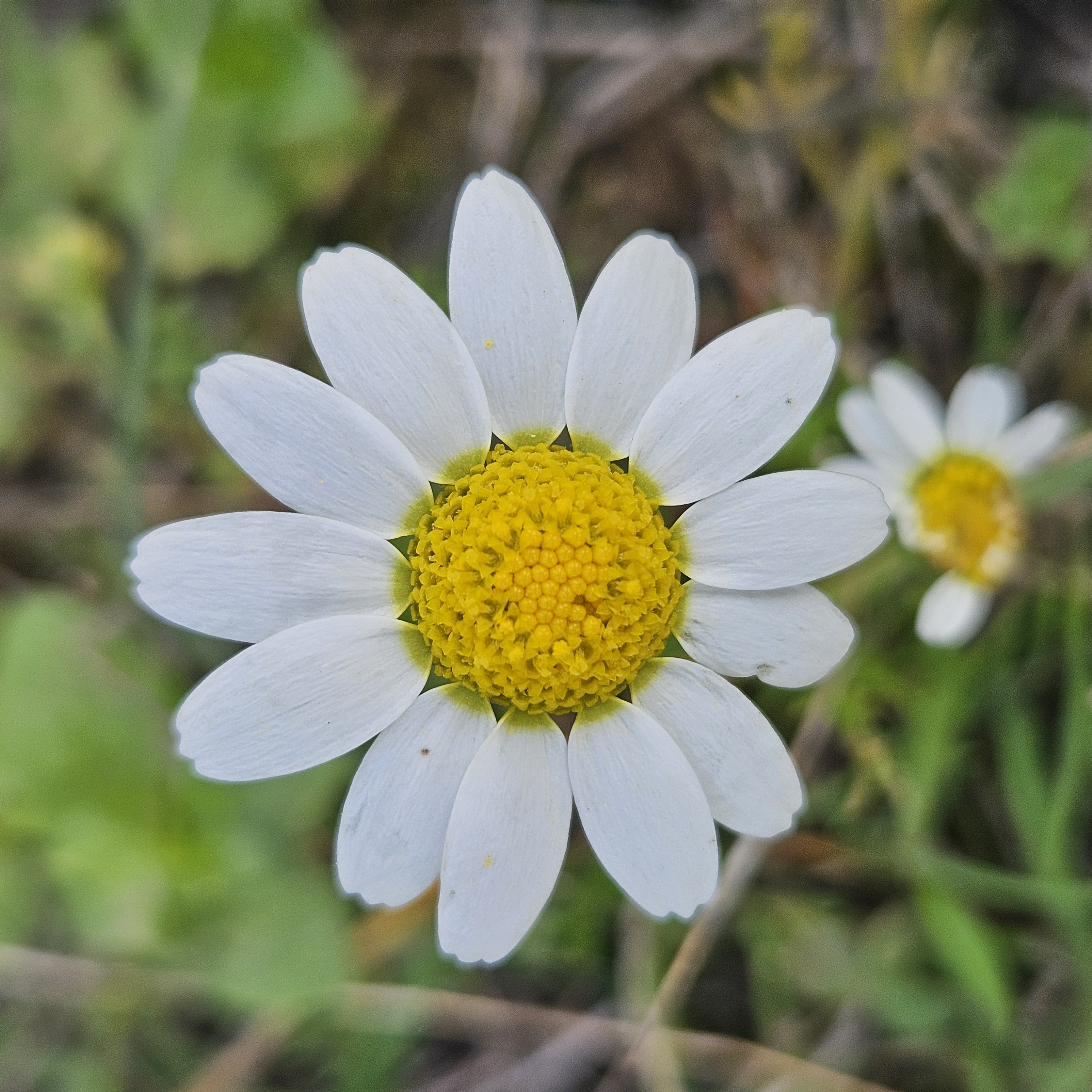 Daisy