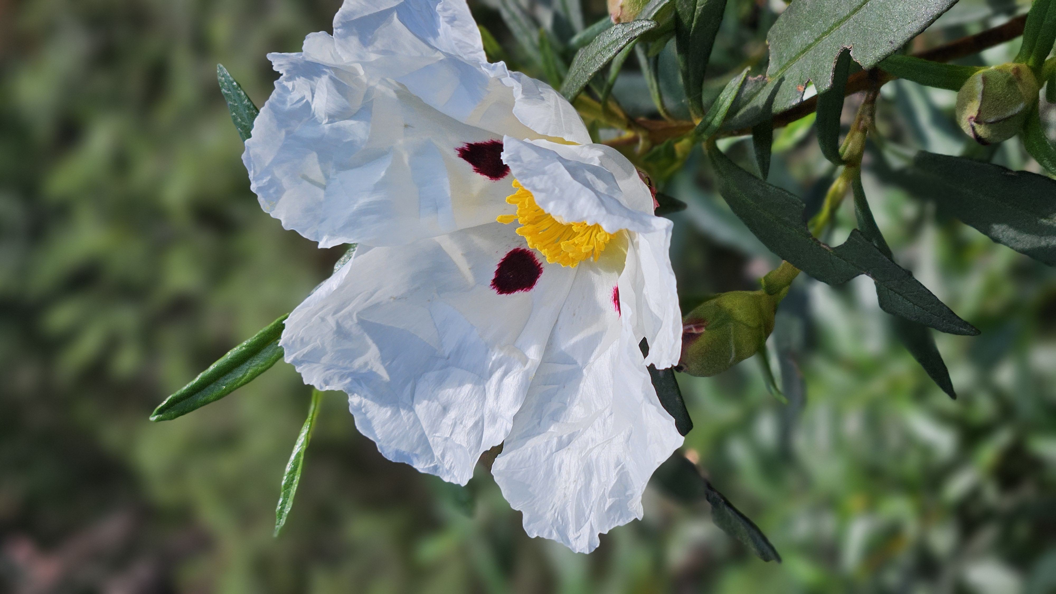 Rock Rose