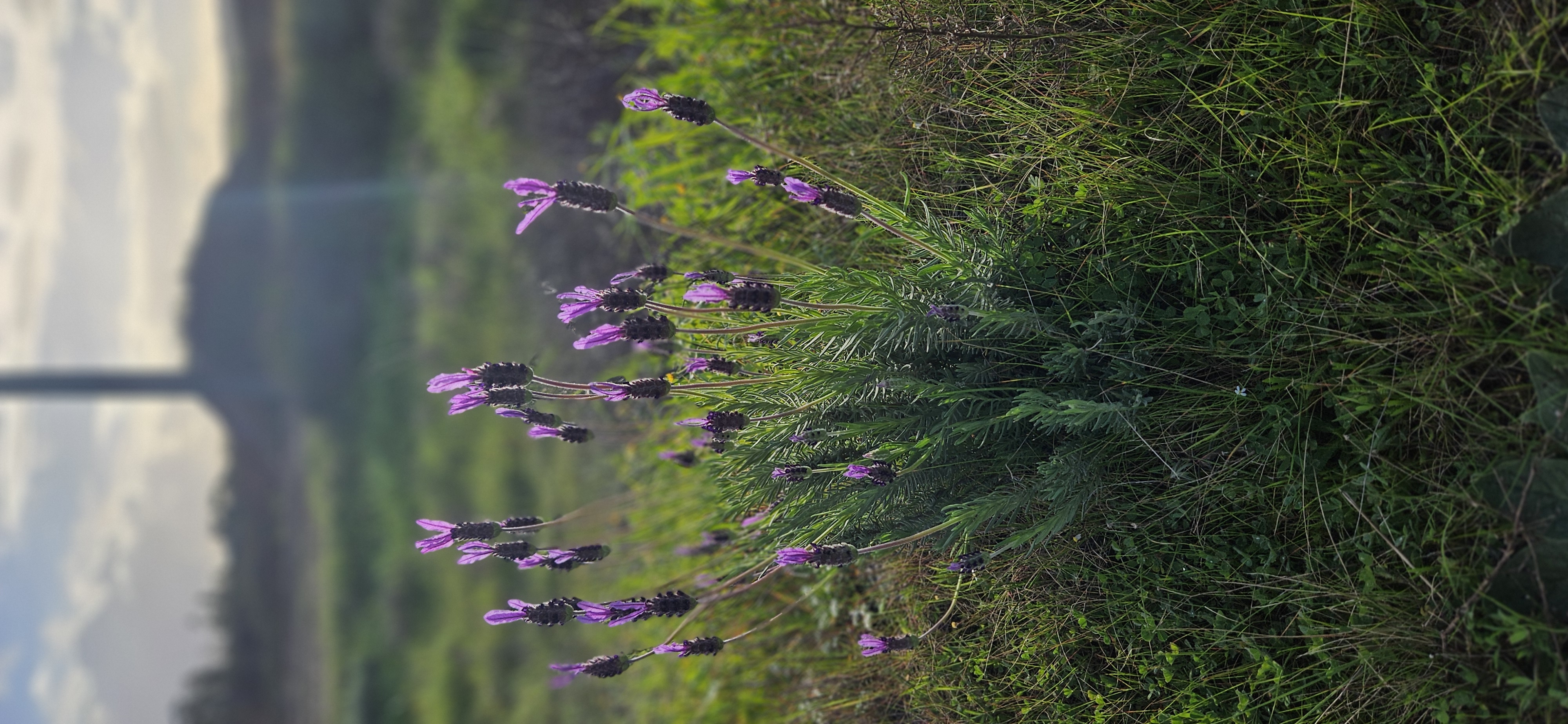 Lavender